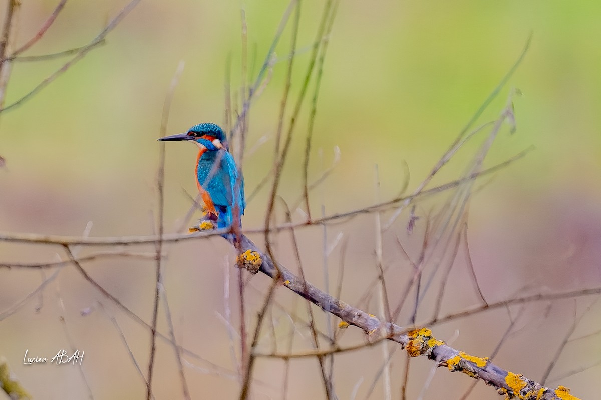 カワセミ - ML646360712