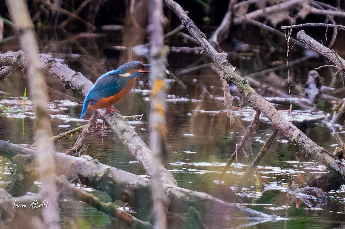 カワセミ - ML646360713