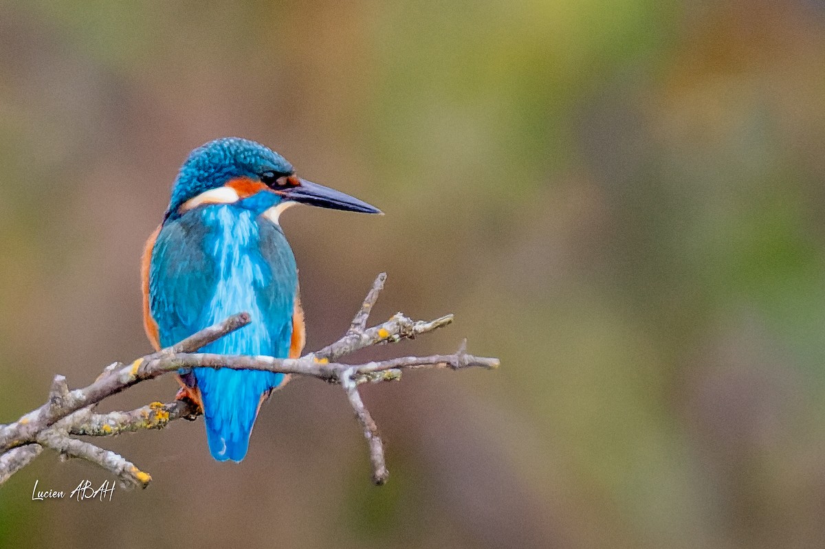 カワセミ - ML646360714