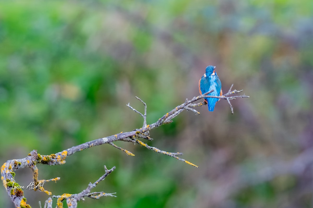 カワセミ - ML646360715