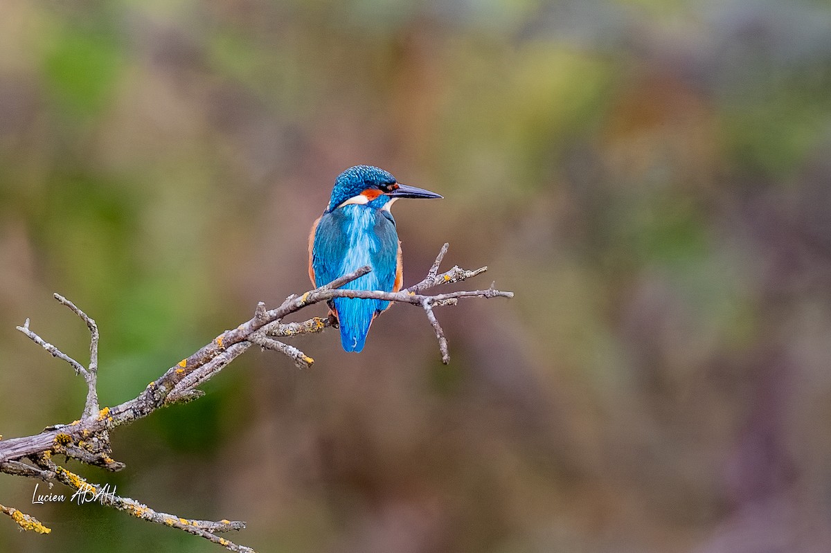 カワセミ - ML646360716