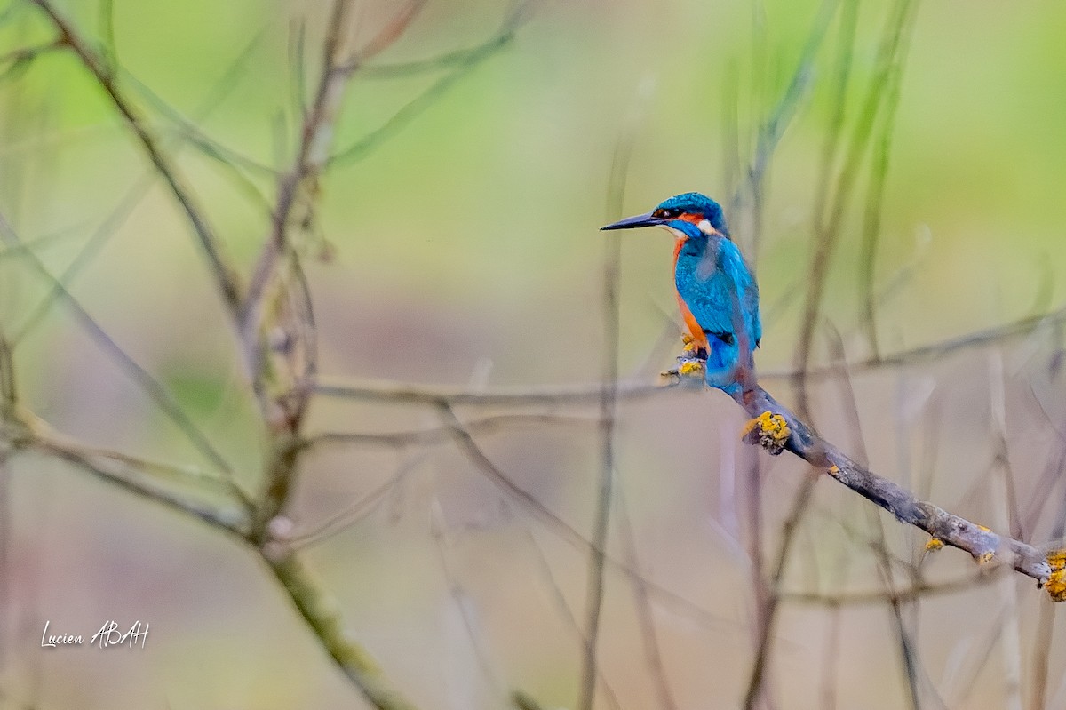 カワセミ - ML646360717