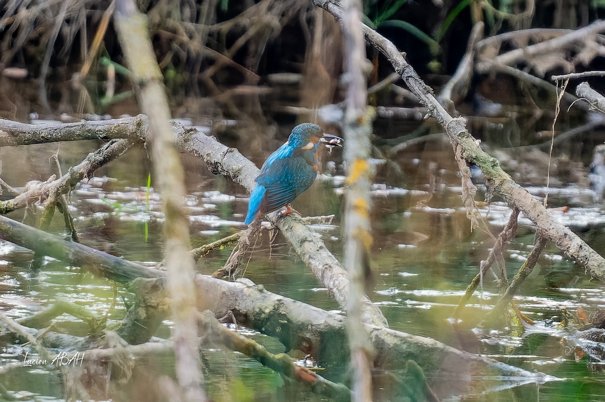 カワセミ - ML646360718