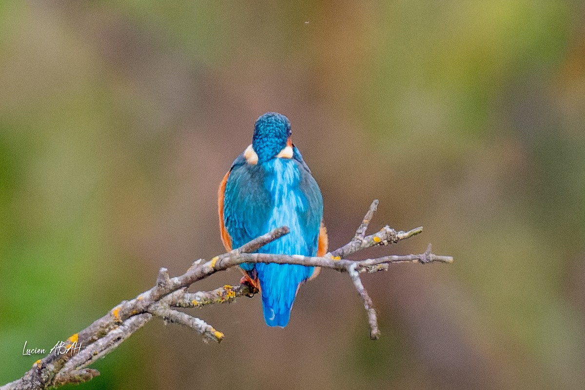 カワセミ - ML646360719