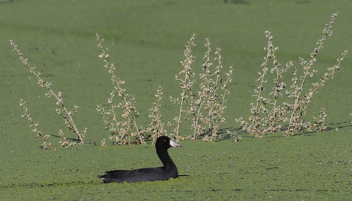 American Coot - ML646360721
