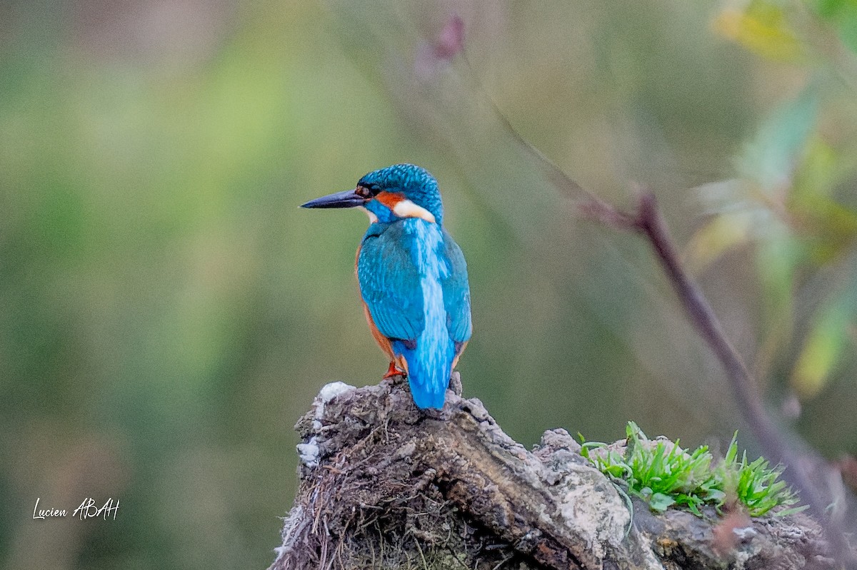 カワセミ - ML646360722