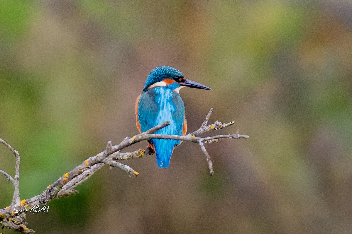 カワセミ - ML646360724