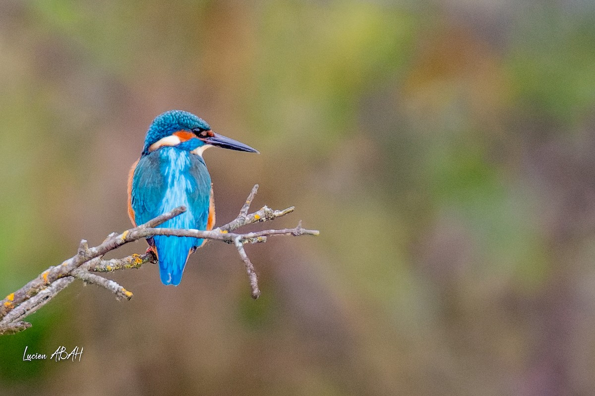 カワセミ - ML646360725