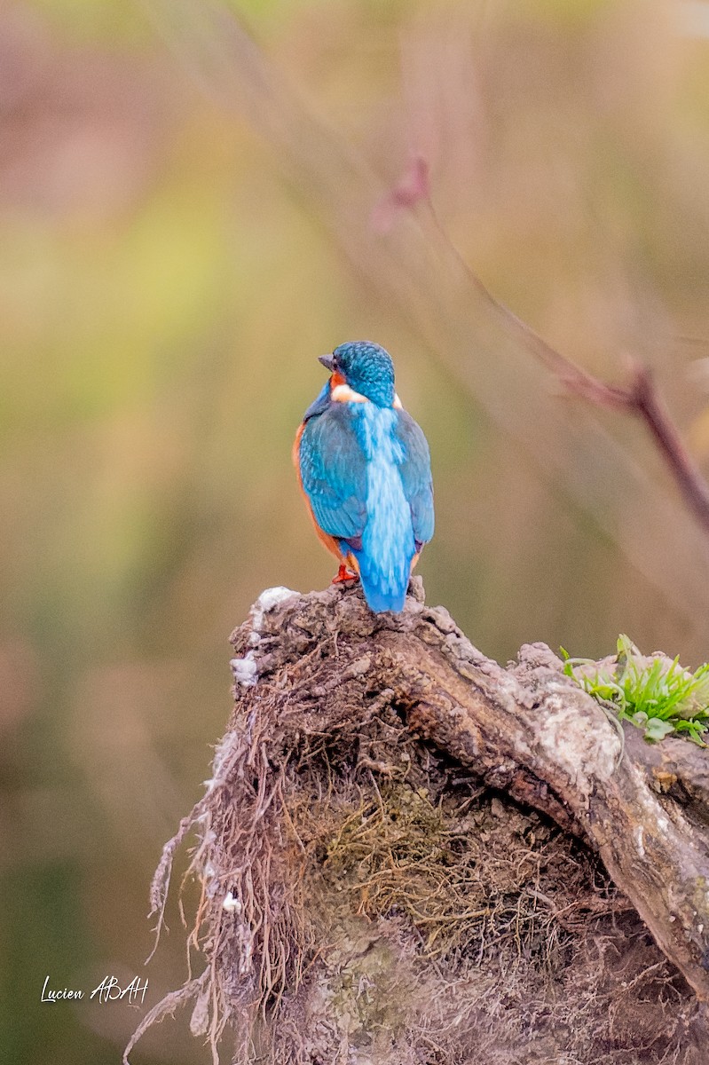 カワセミ - ML646360726