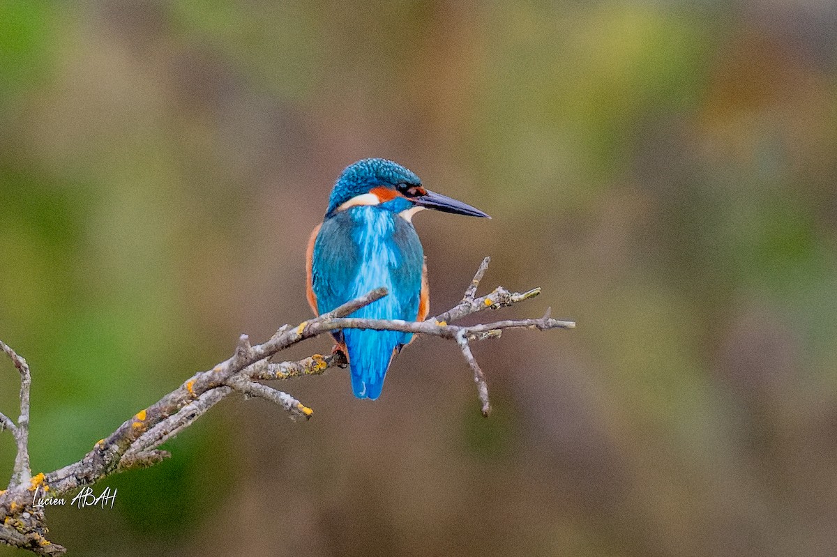 カワセミ - ML646360727