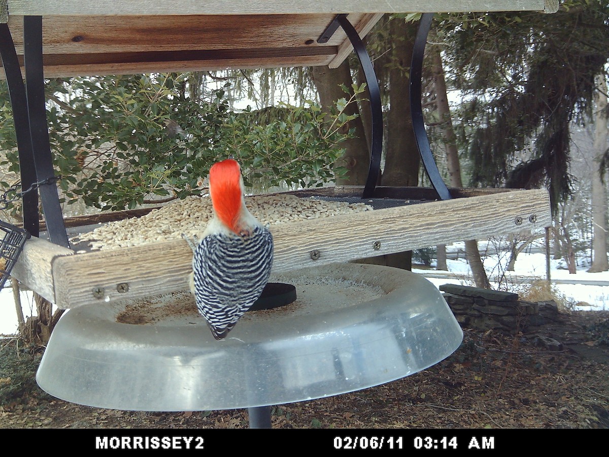 Red-bellied Woodpecker - ML646360731