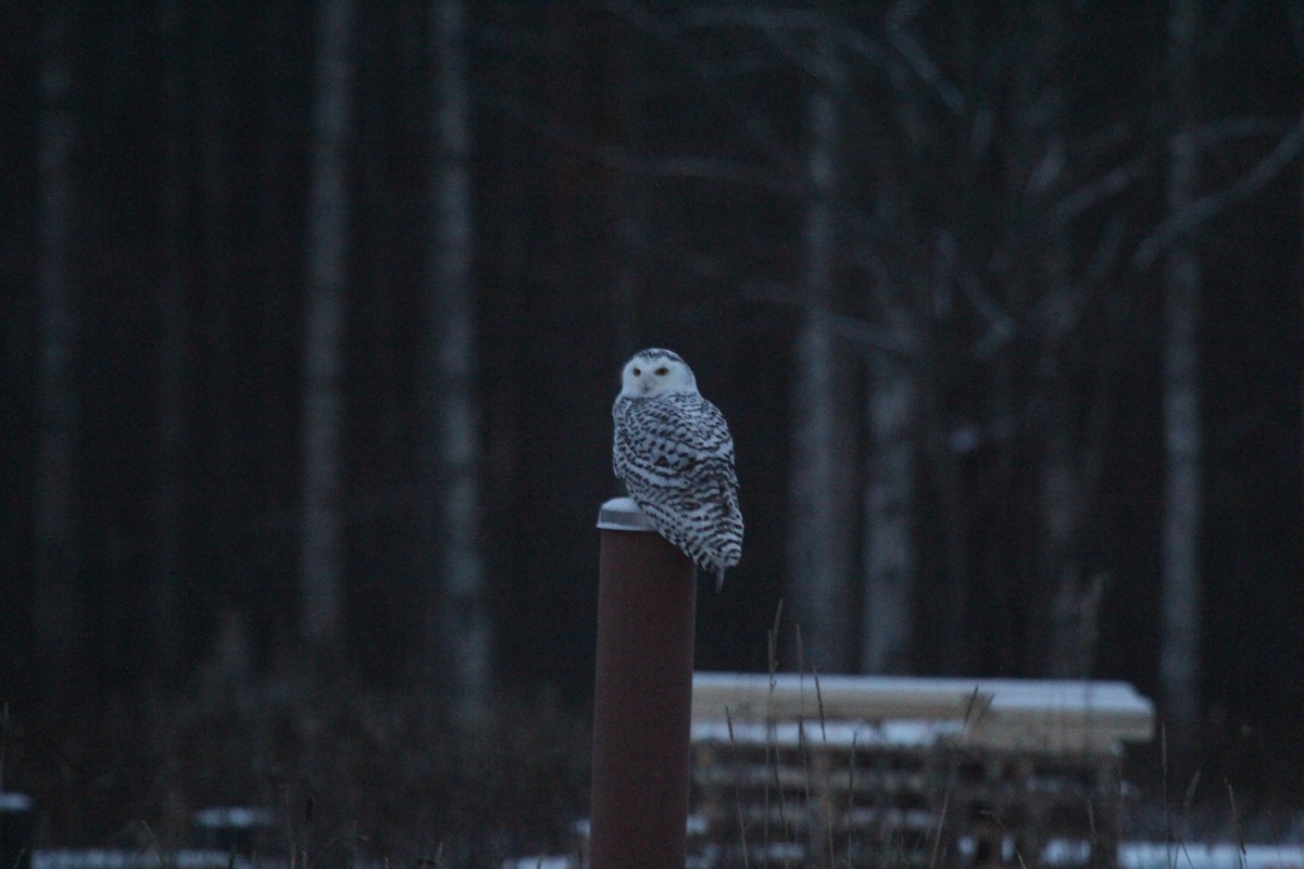 Snowy Owl - ML646360732