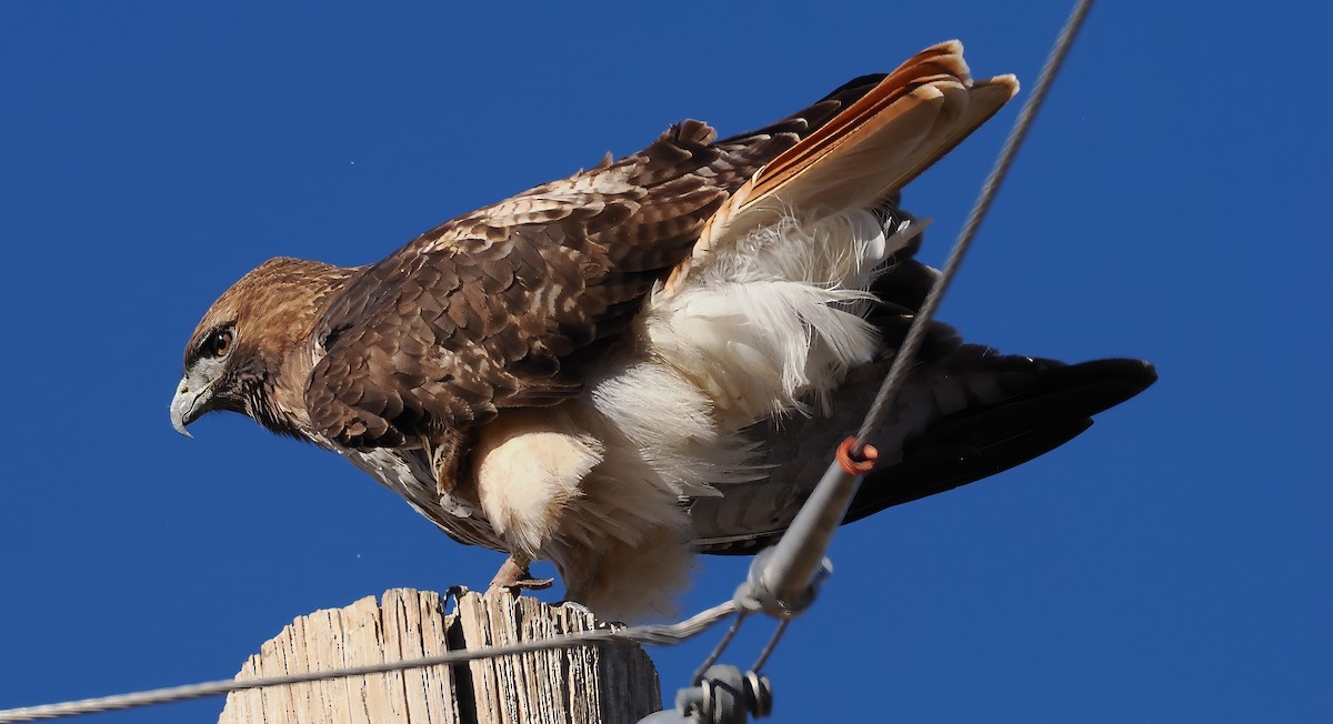 Red-tailed Hawk - ML646360733