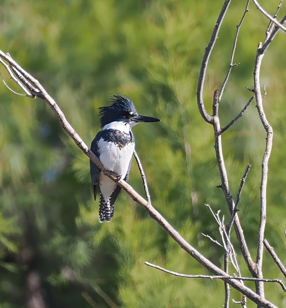 Belted Kingfisher - ML646360739