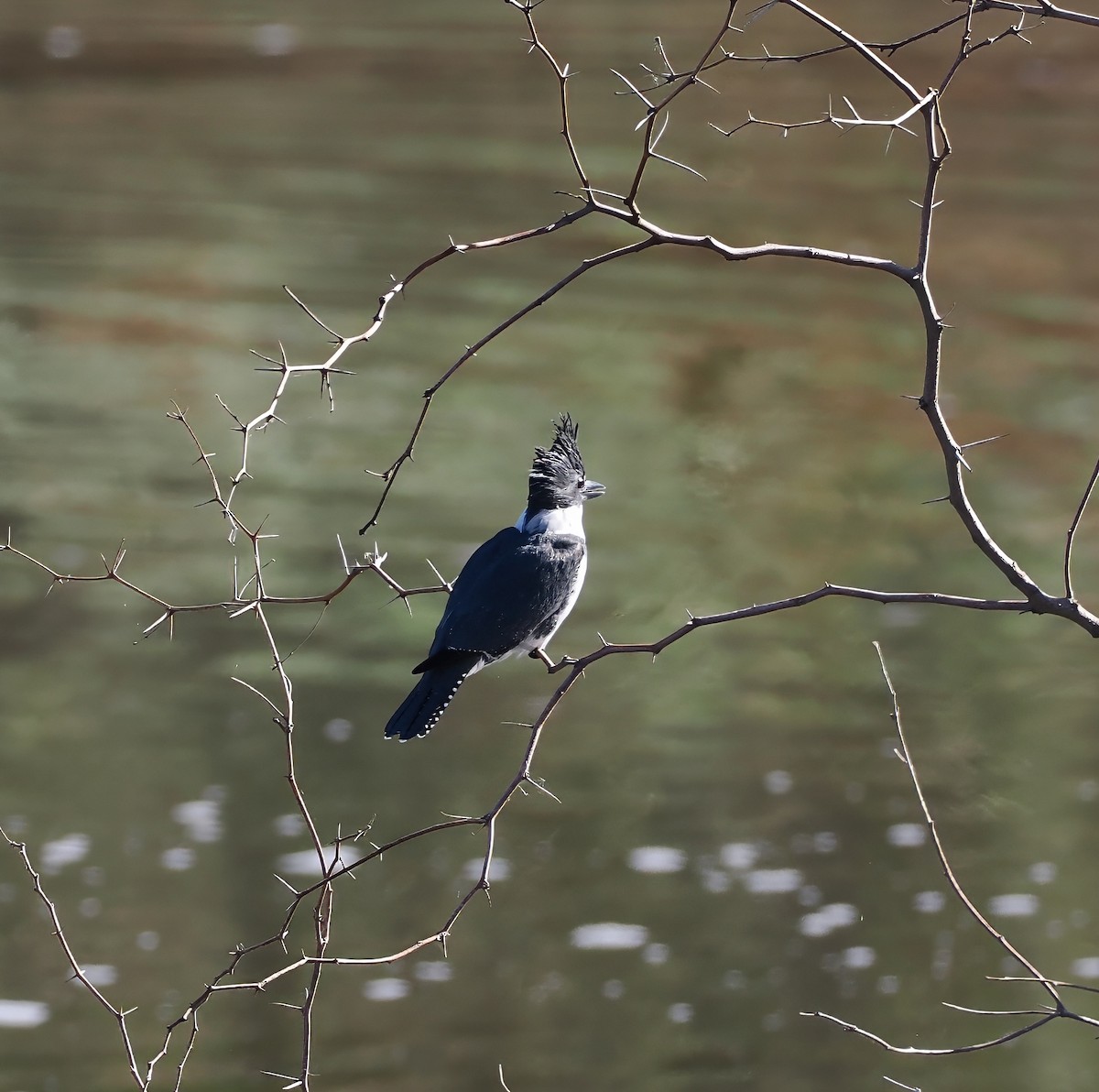 Belted Kingfisher - ML646360740