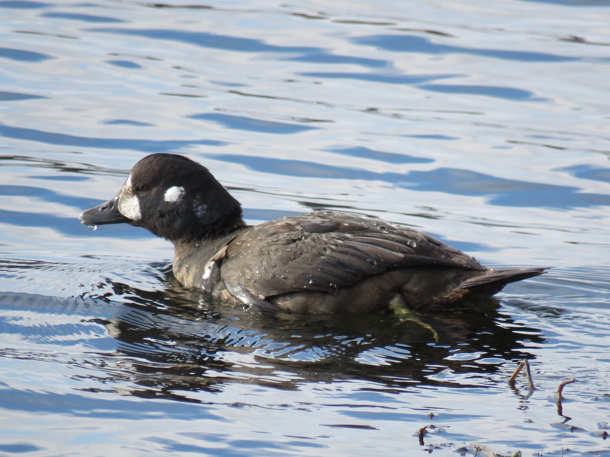 Palyaço Ördeği - ML646360742