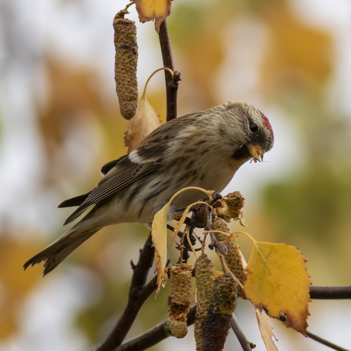 Redpoll - ML646360744