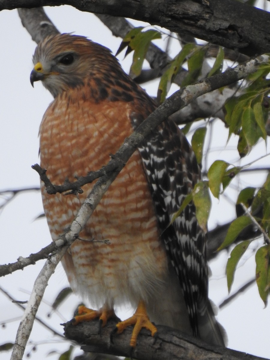 Red-shouldered Hawk - ML646360745