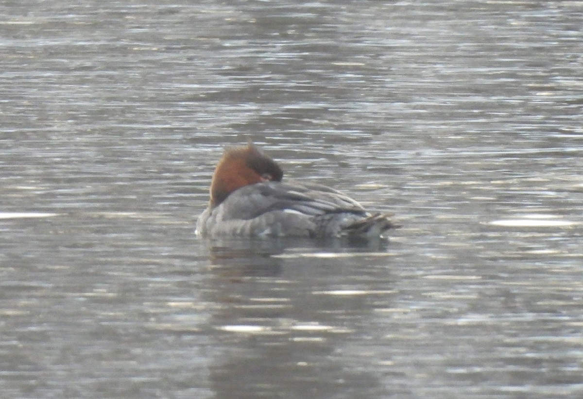 Red-breasted Merganser - ML646360748