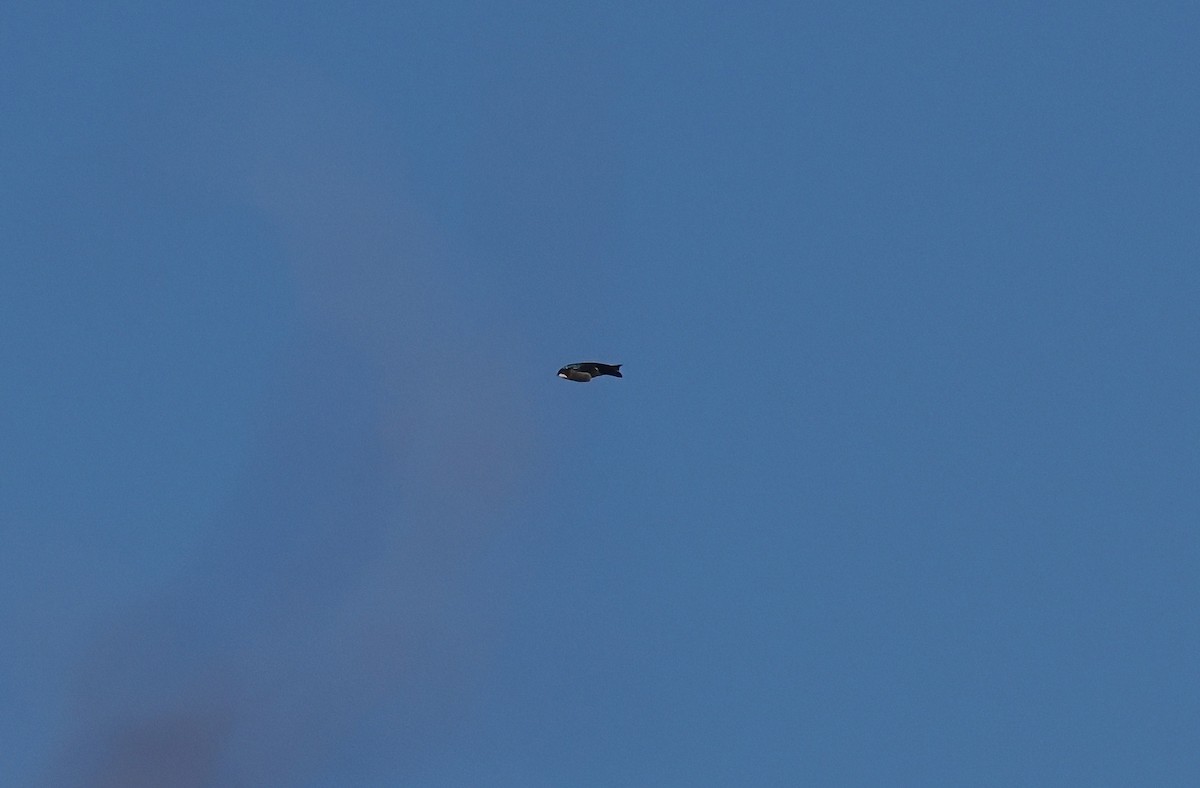 Tree Swallow - ML646360749