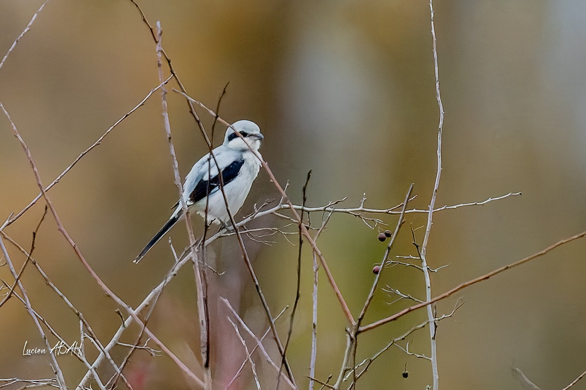 ヨーロッパオオモズ - ML646360751