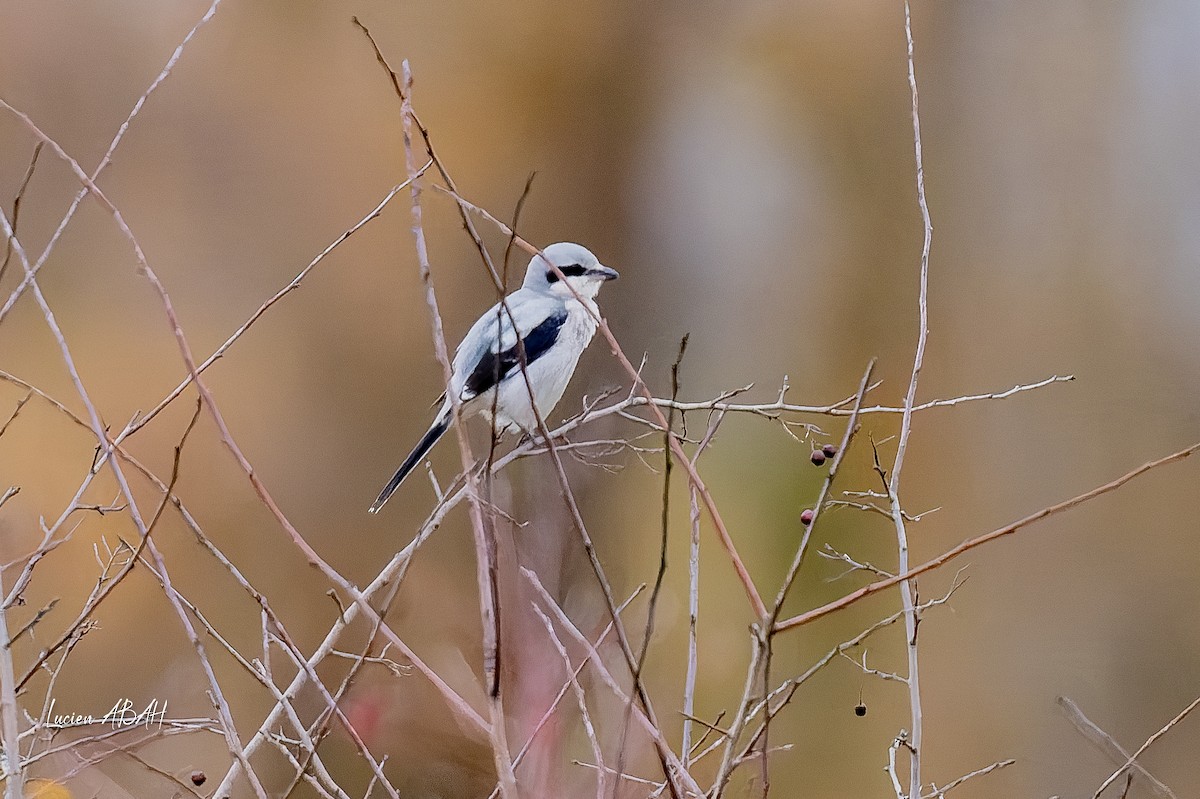 ヨーロッパオオモズ - ML646360752