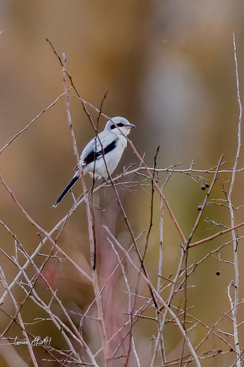 ヨーロッパオオモズ - ML646360753