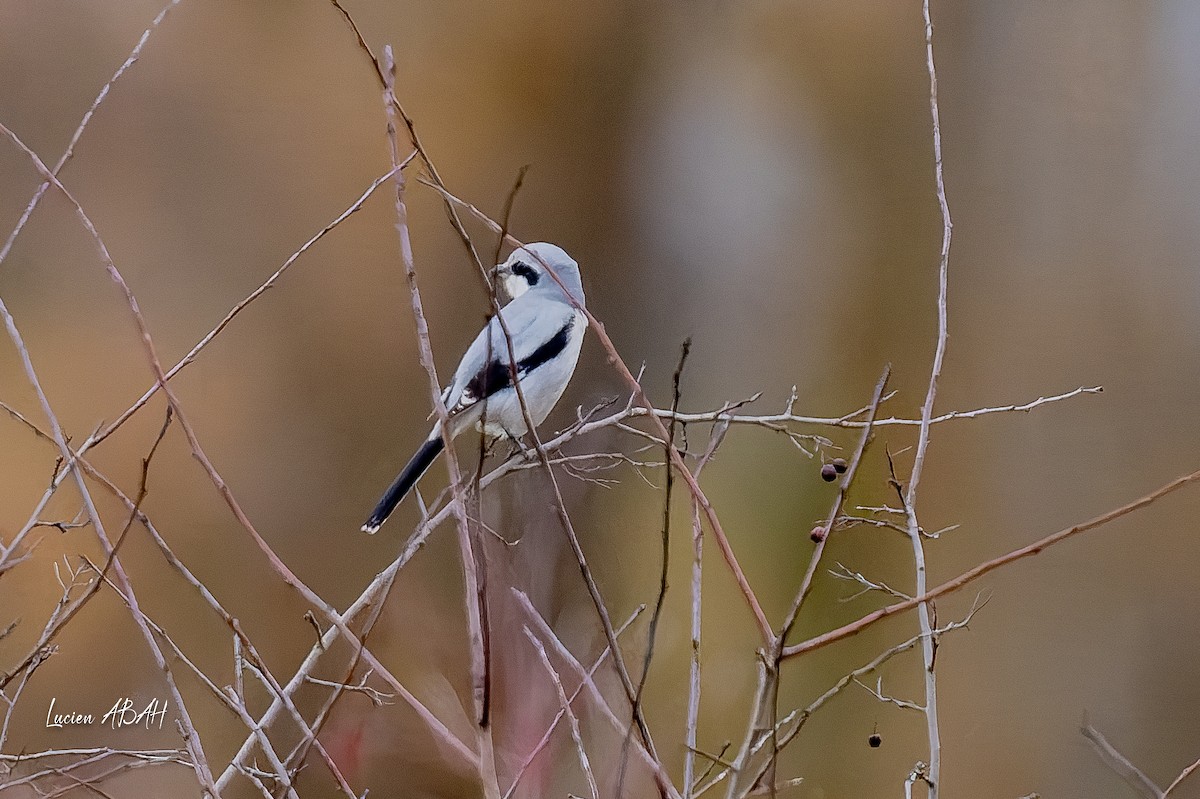 ヨーロッパオオモズ - ML646360754