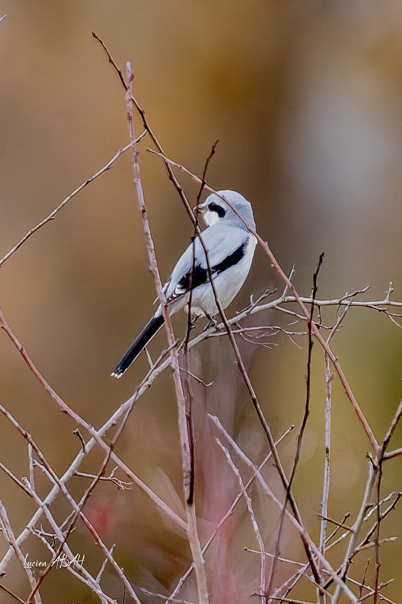 ヨーロッパオオモズ - ML646360755