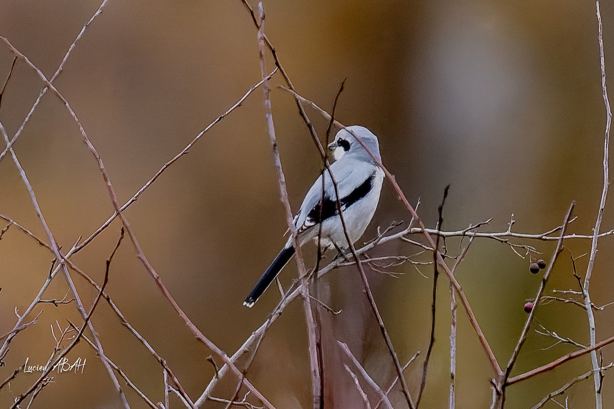 ヨーロッパオオモズ - ML646360756