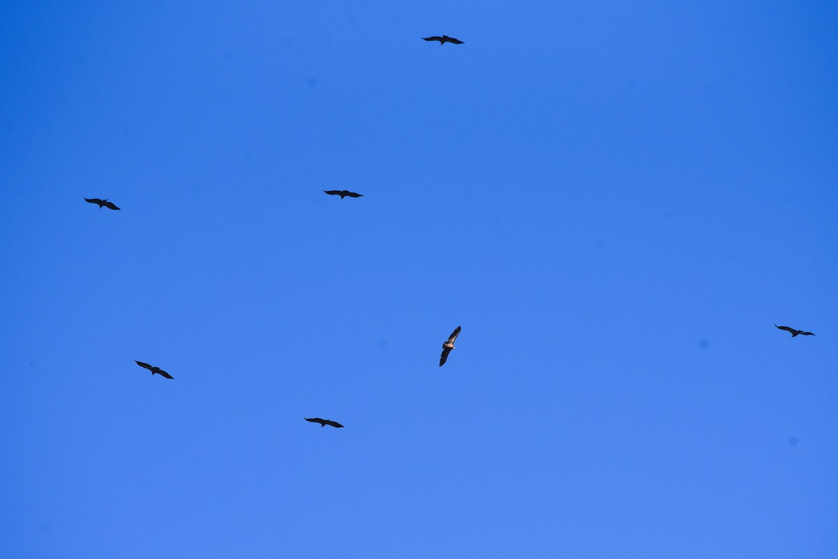 Ухаа хажир - ML646360757