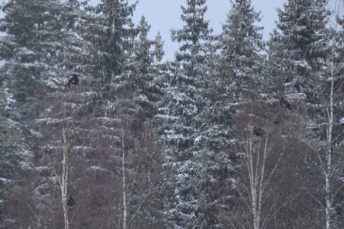 Black Grouse - ML646360758