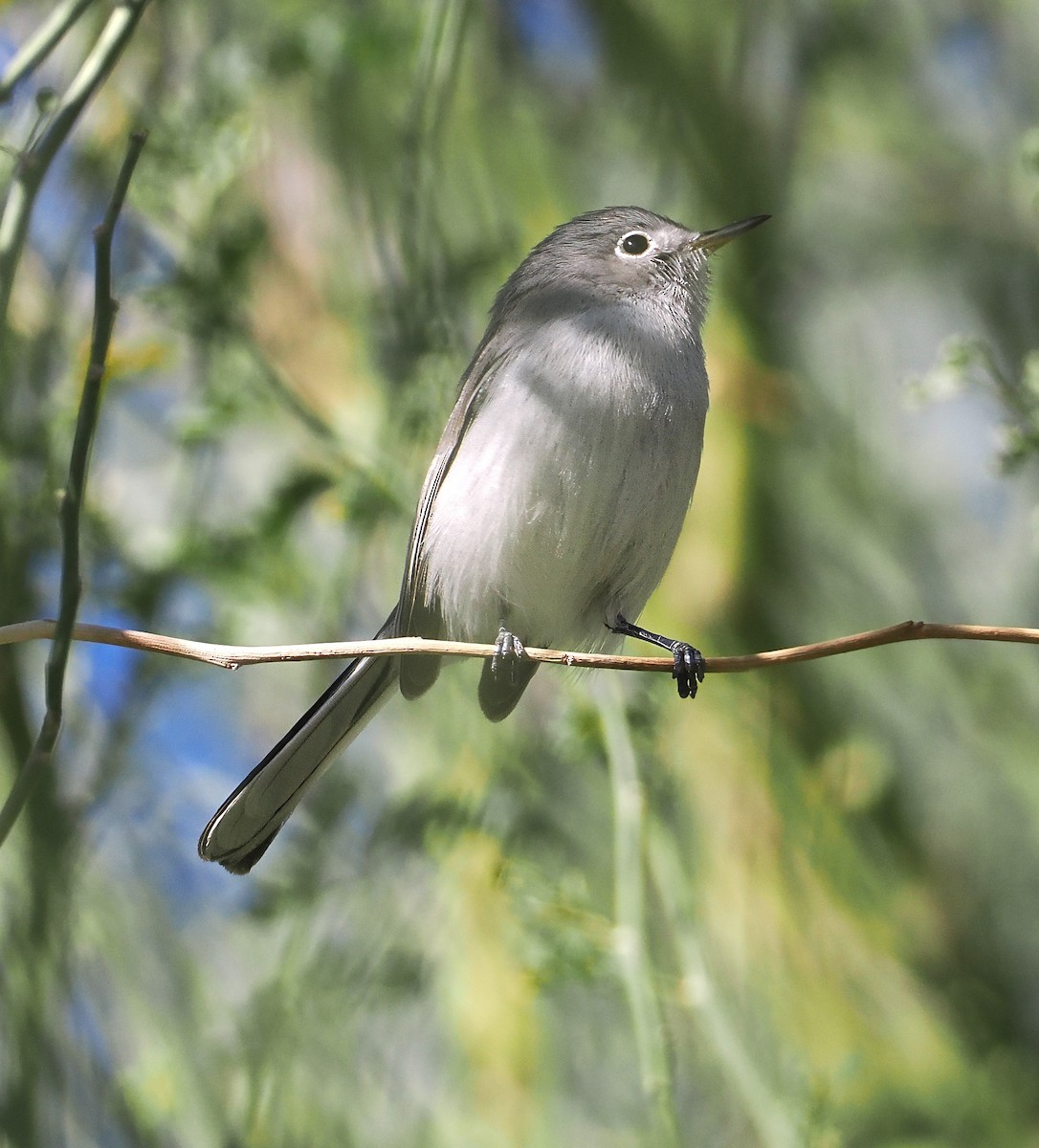Blue-gray Gnatcatcher - ML646360762