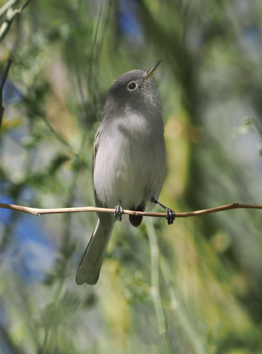 Blue-gray Gnatcatcher - ML646360763