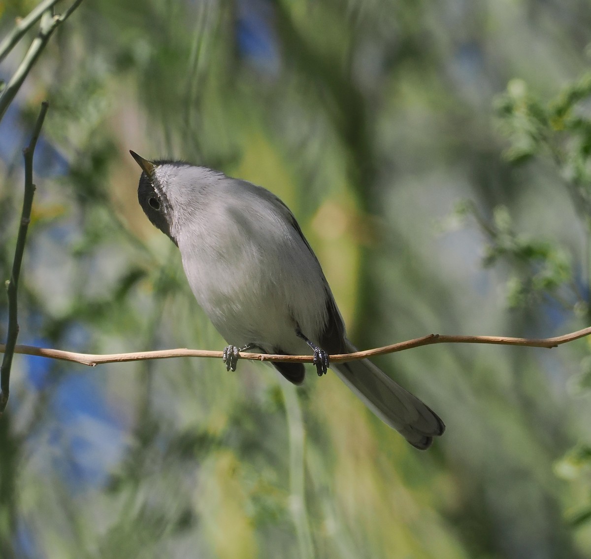 Blue-gray Gnatcatcher - ML646360764