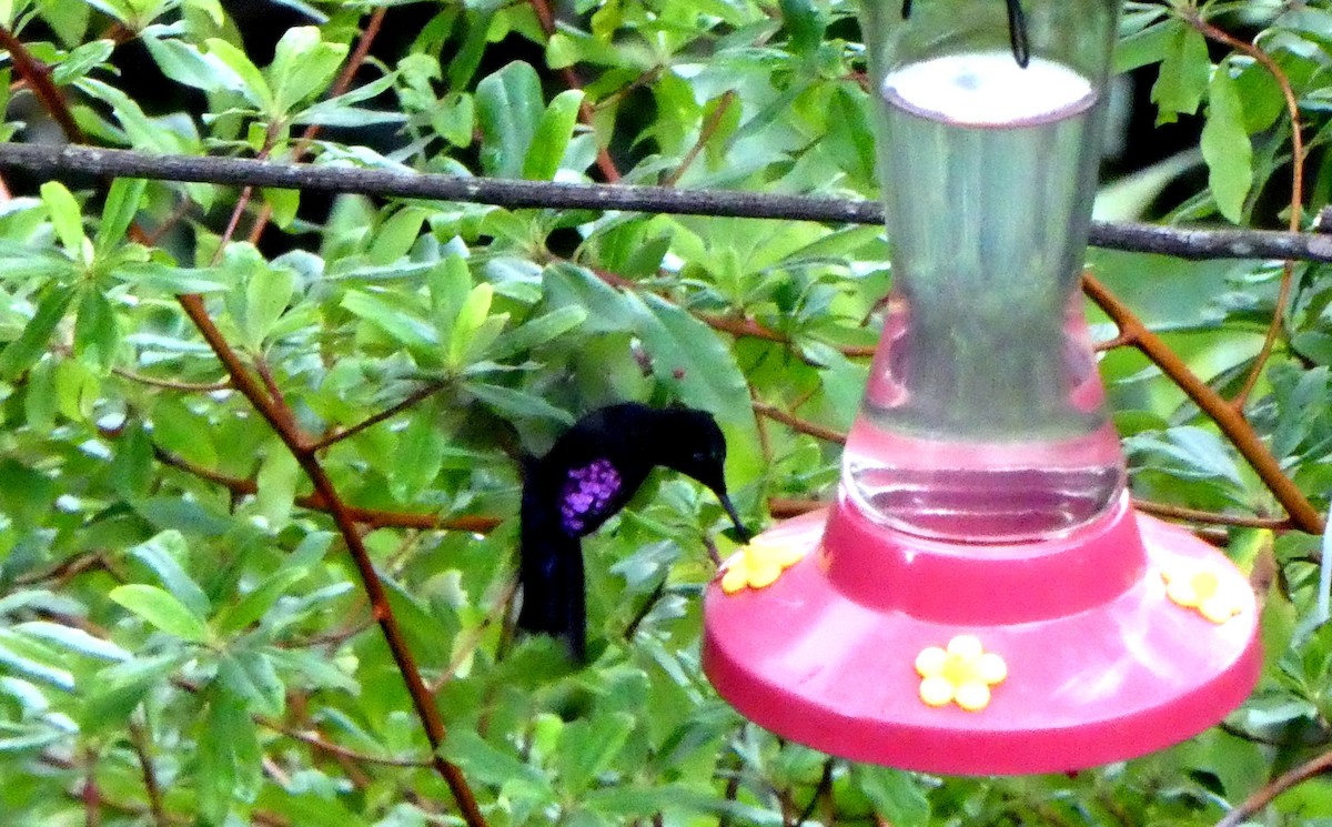 Blue-throated Starfrontlet - ML646360766