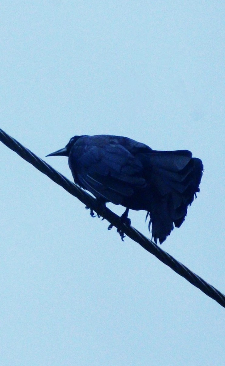 Greater Antillean Grackle - ML646360769