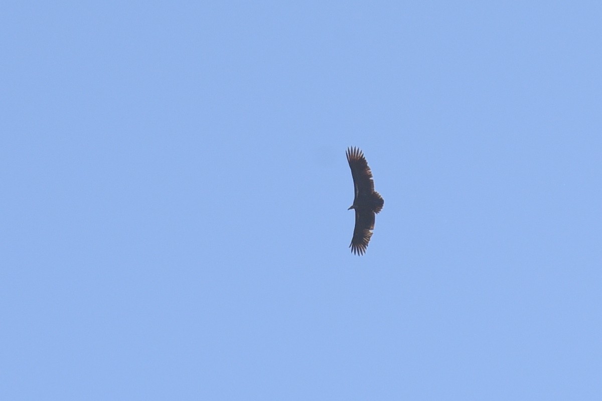 skjellgribb - ML646360770