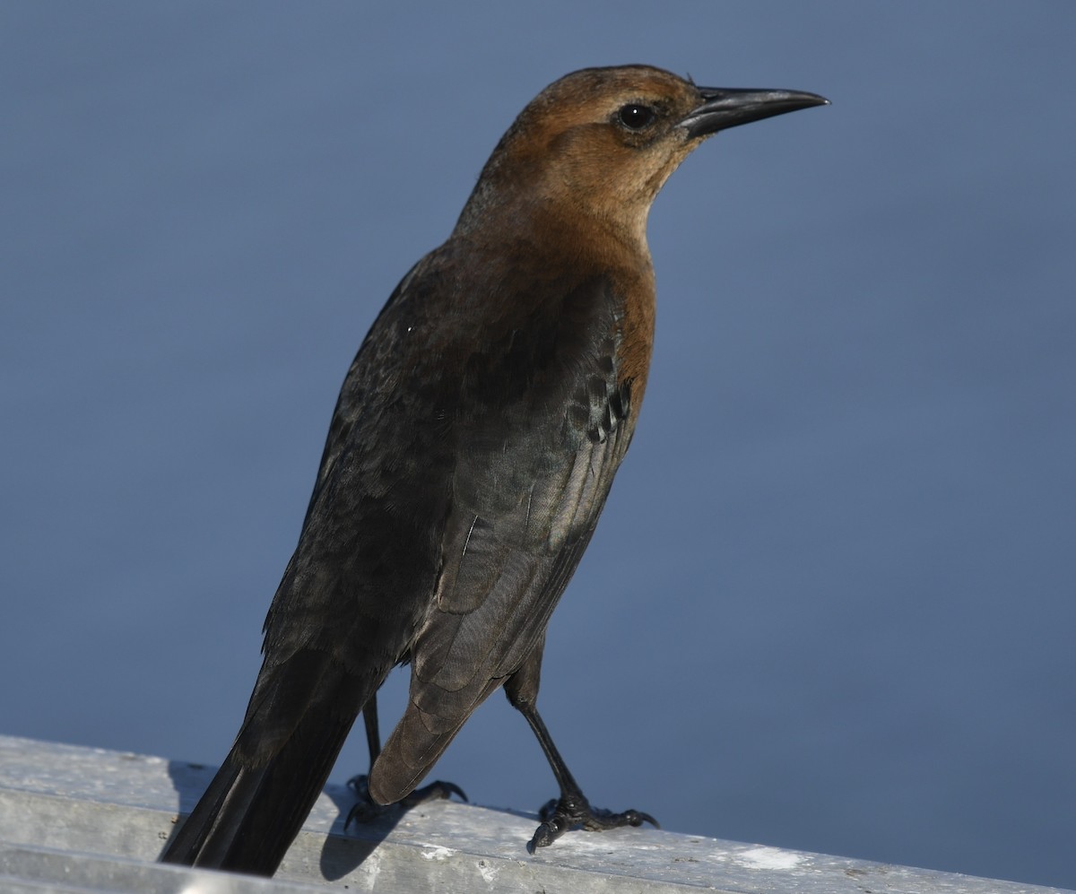 Denizci Kiskal - ML646360771