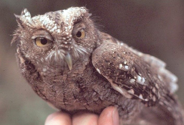Peruvian Screech-Owl - ML646360772