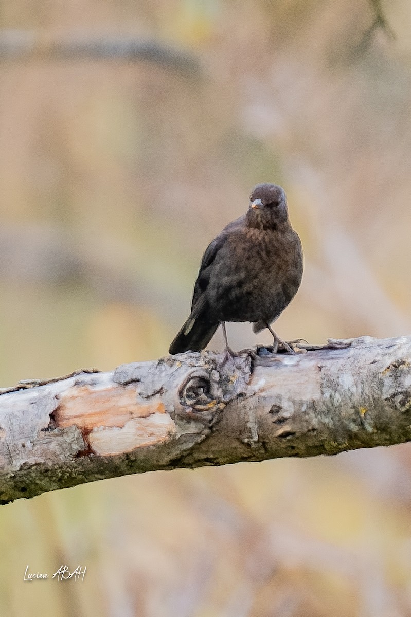 ニシクロウタドリ - ML646360773