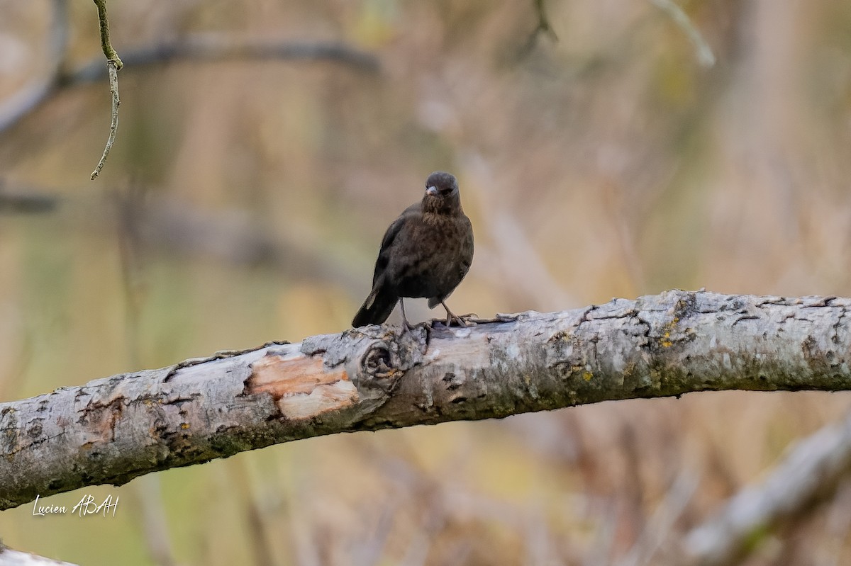 ニシクロウタドリ - ML646360774