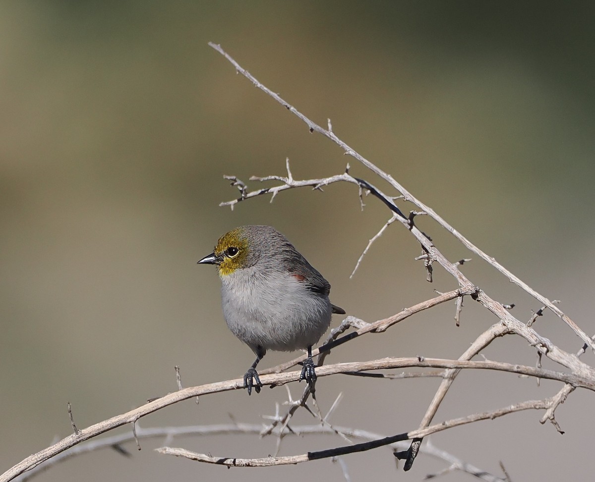 Verdin - ML646360775