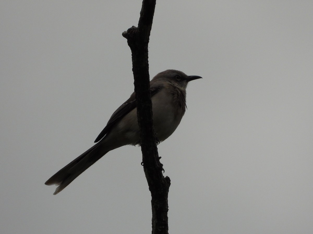 Tropikal Taklitçi - ML646360777