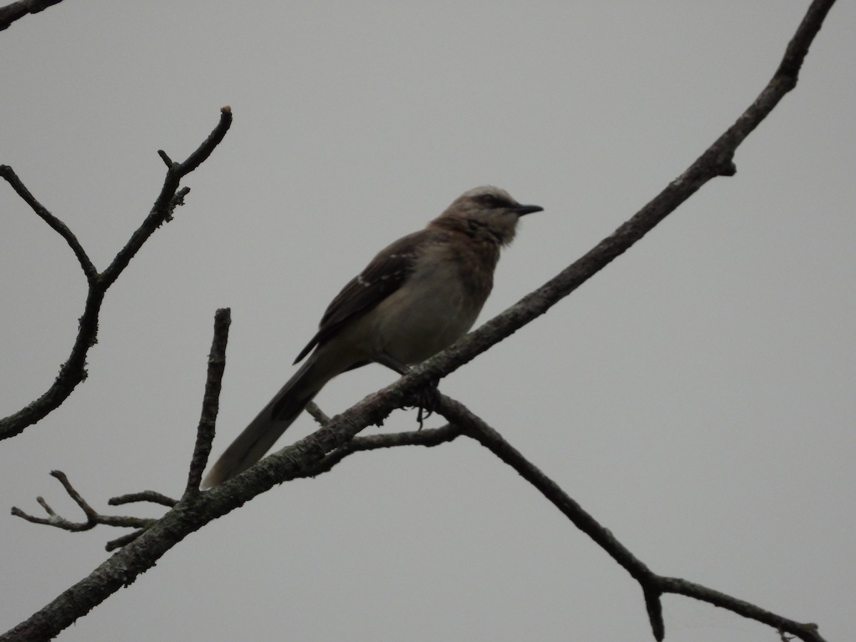 Tropikal Taklitçi - ML646360778