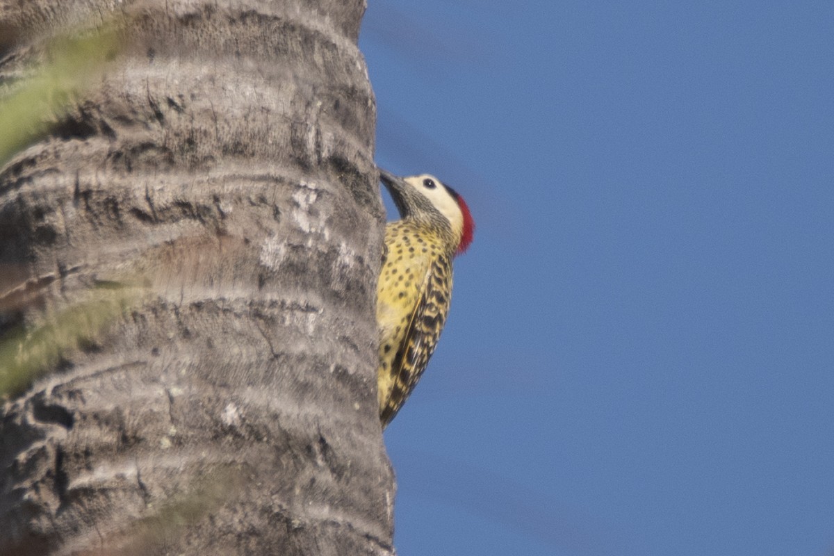 Декол плямистоволий - ML646360779