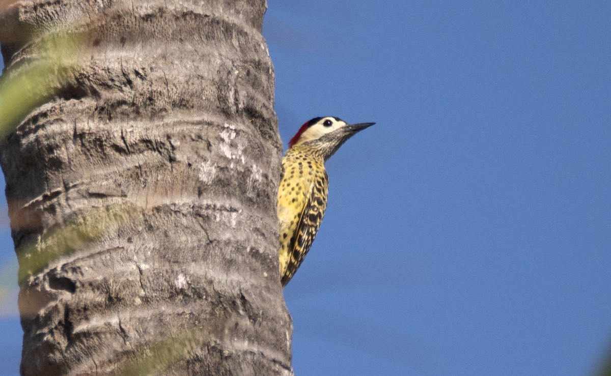 Декол плямистоволий - ML646360780