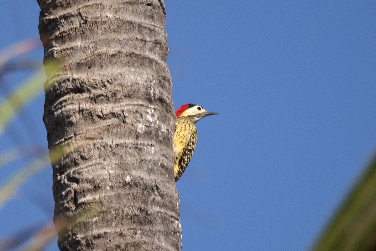 Декол плямистоволий - ML646360781