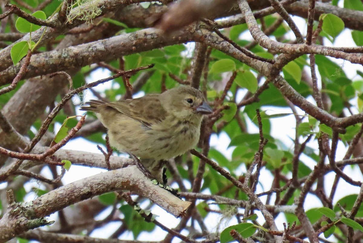 Woodpecker Finch (striatipecta) - ML646360782