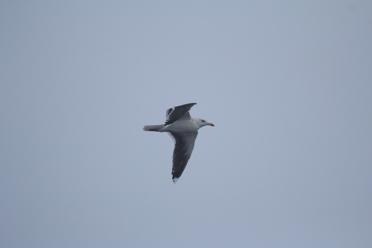 Great Black-backed Gull - ML646360783